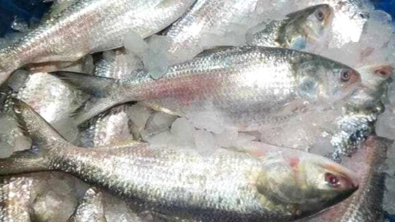 Hilsa Fish Price: জলের দরে বিক্রি হচ্ছে ইলিশ মাছ, কোথায় জেনে নিন